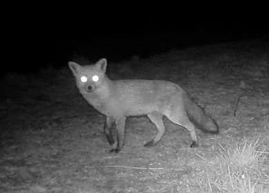 Fuchs im März 2016 im Lohrtal